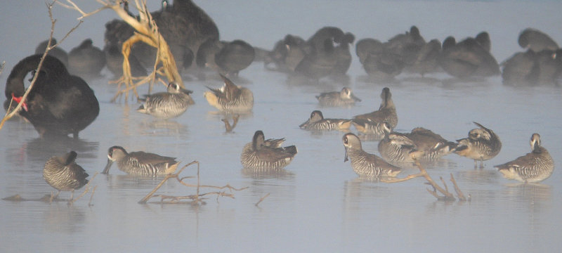 Pink-eared Duck