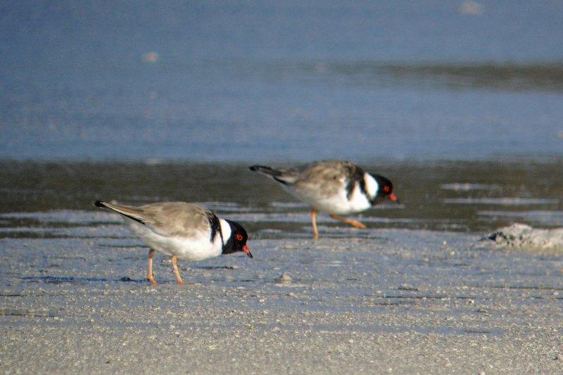 Hooded Plover