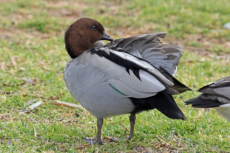 Australian Wood Duck