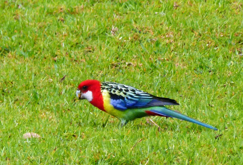 Eastern Rosella