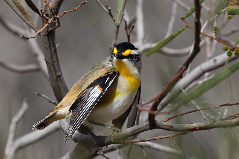 Striated Pardalote