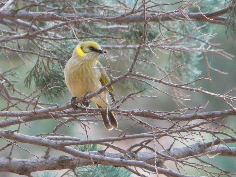 Grey-fronted Honeyeater