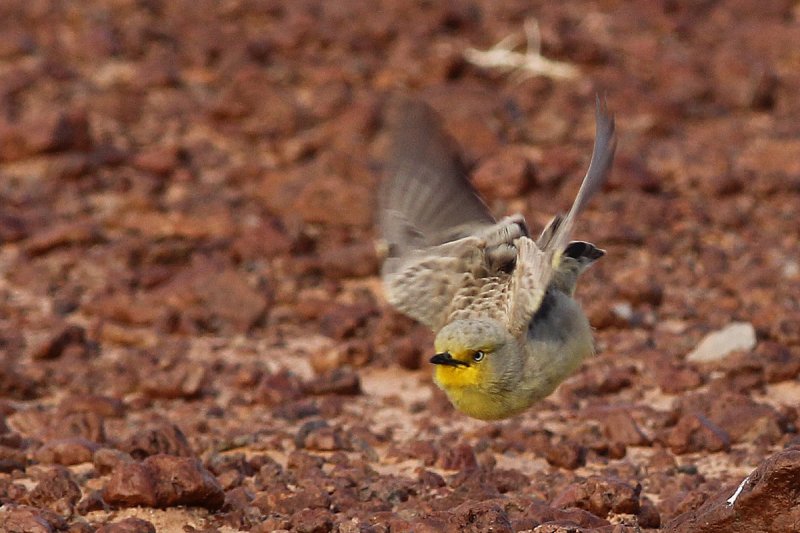 Gibberbird