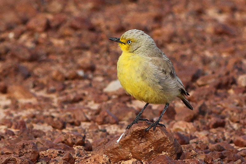 Gibberbird