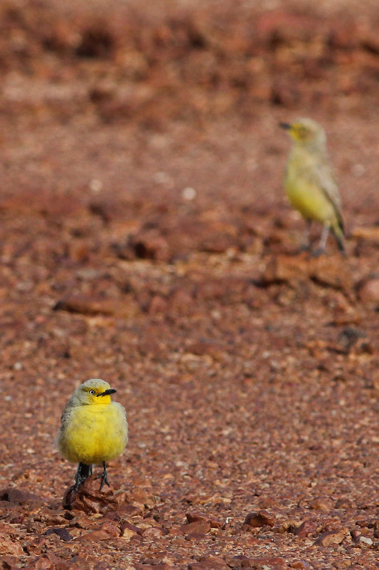 Gibberbird