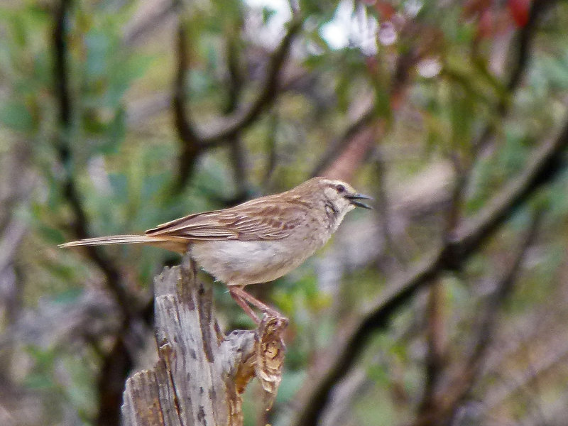 Rufous Songlark