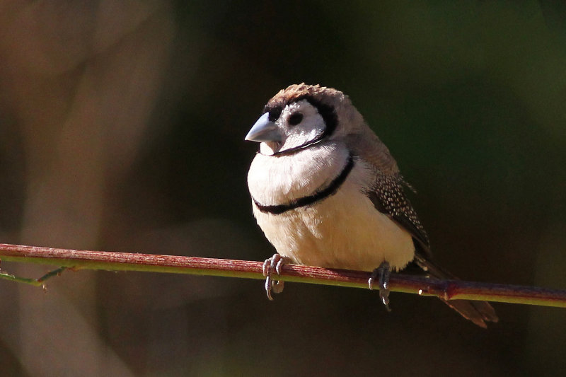 Double-barred Finch