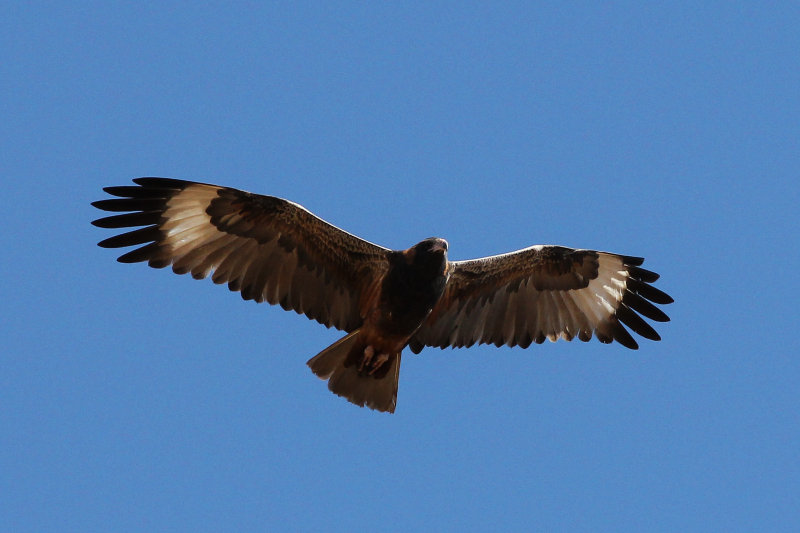 Black-breasted Buzzard