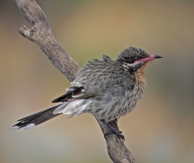 Spiny-cheeked Honeyeater