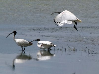 Australian White Ibis