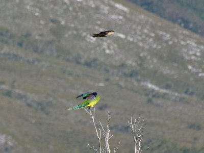 Orange-bellied Parrot