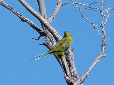 Elegant Parrot