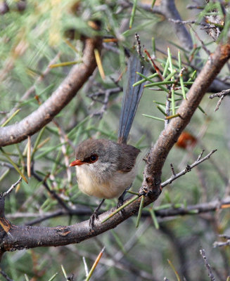 Variegated Fairy-wren