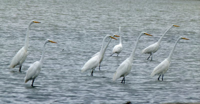 Eastern Great Egret