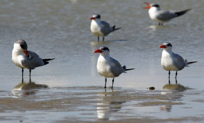 Caspian Tern