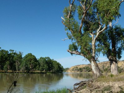 Murray River with Red Gums
