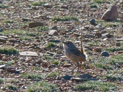Short-tailed Grasswren