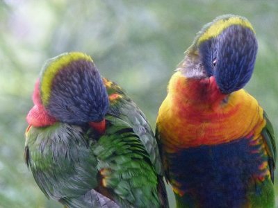 Rainbow Lorikeet