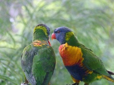 Rainbow Lorikeet