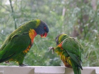 Rainbow Lorikeet