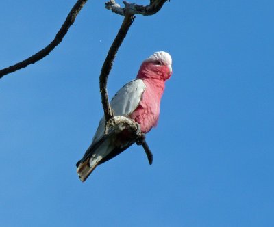 Galah