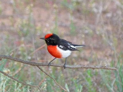 Red-capped Robin