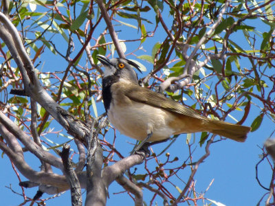 Crested Bellbird