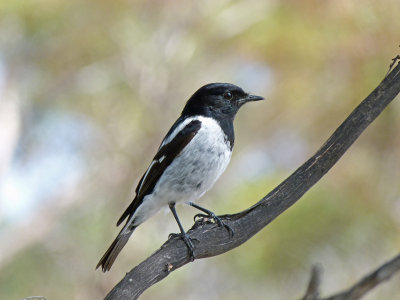 Hooded Robin