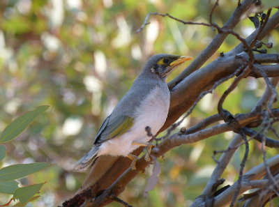 Black-eared Miner
