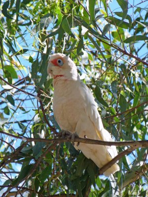 Long-billed Corella