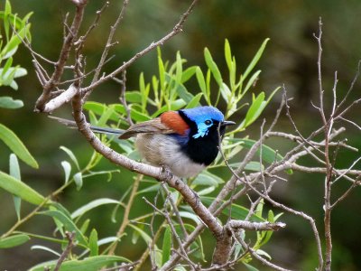 Variegated Fairy-wren