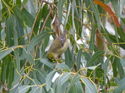 Forty-spotted Pardalote