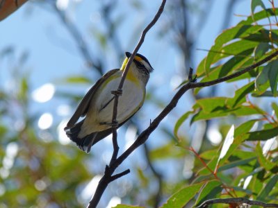 Striated Pardalote
