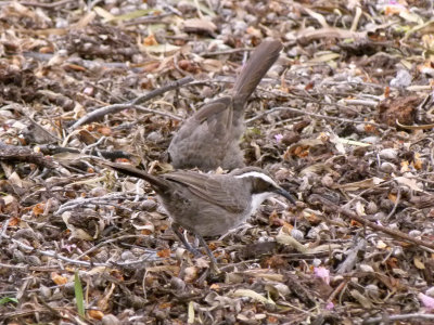 White-browed Babbler