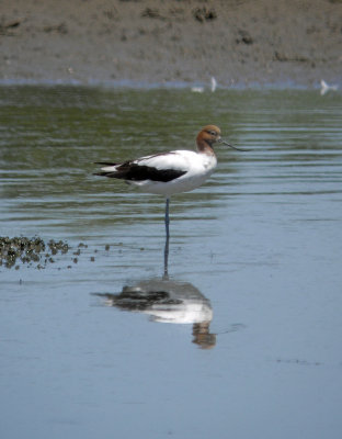 Red-necked Avocet