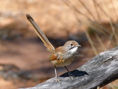 Striated Grasswren