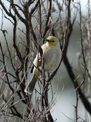 White-plumed Honeyeater