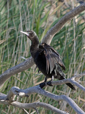 Little Black Cormorant