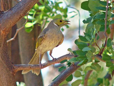 White-plumed Honeyeater