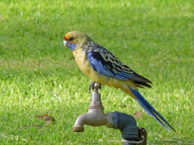 Yellow Rosella