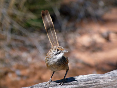 Striated Grasswren
