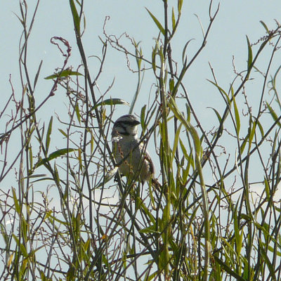 Grey Grasswren