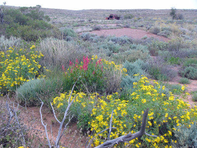 Outback flowers 