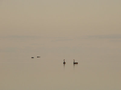 Black Swans in the mist 