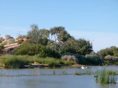 Mungerannie Wetland 