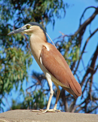 Nankeen Night-heron