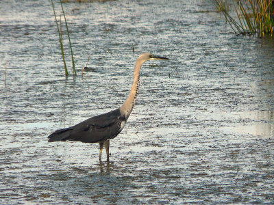 White-necked Heron