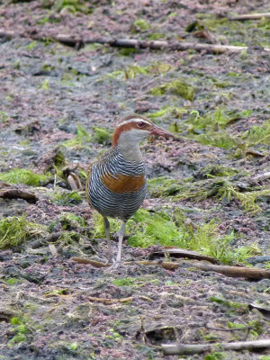 Buff-banded Rail