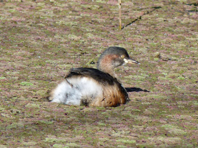 Australasian Grebe