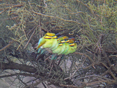 Rainbow Bee-eater